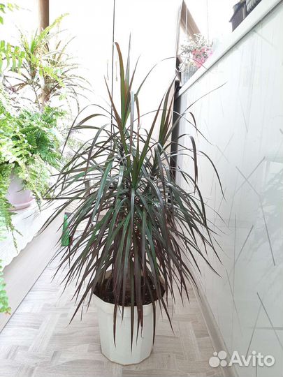 Драцены, Папоротник, Радермахера