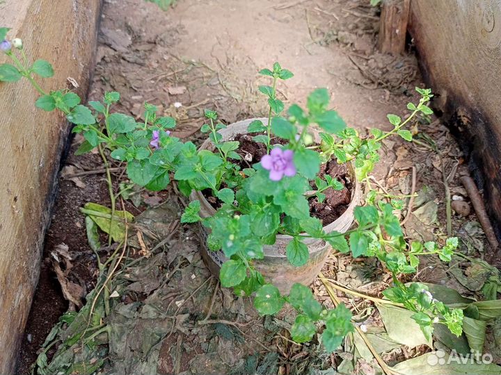 Цветы в горшках