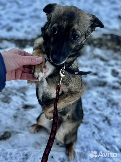 Маленькая девочка той терьер в добрые руки