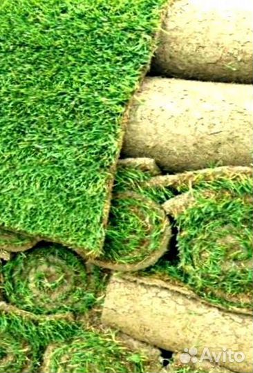 Рулонный газон