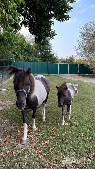 Продажа пони