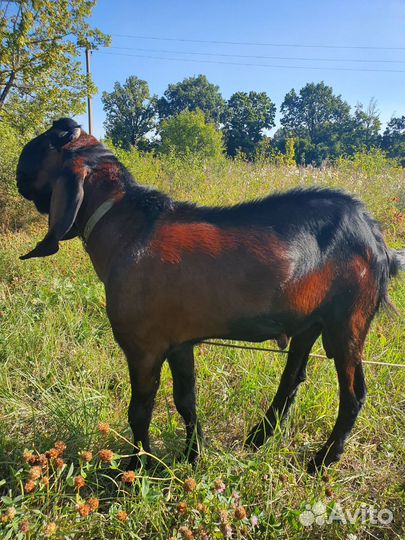 Англо нубийский козел