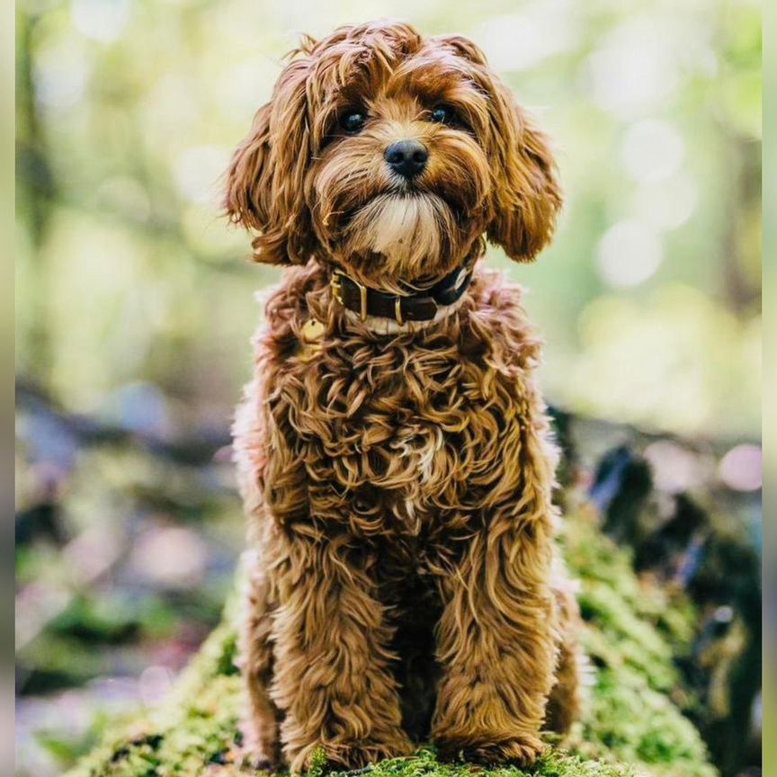 Cavapoo. Кавапу / Мальтипу. Девочка Роскошь