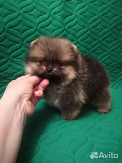 Щенки шпица мини