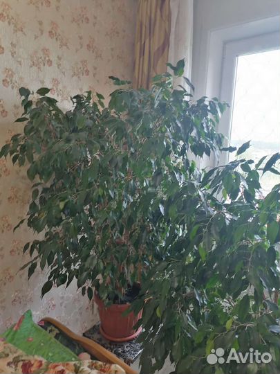 Фикус Бенджамина