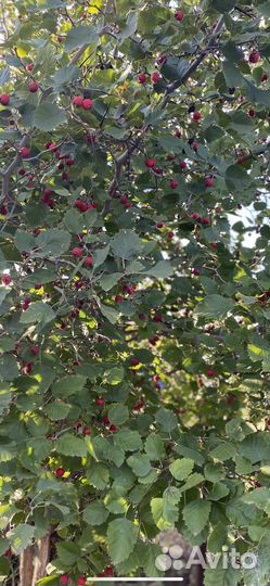 Борышник Арнольда ягоды