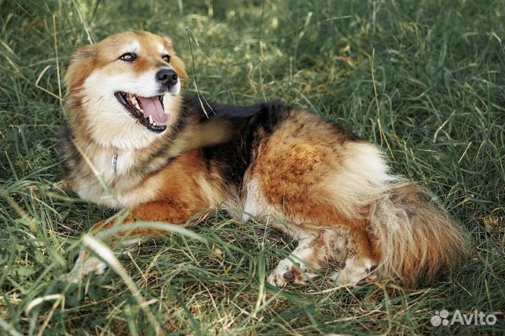 Доброй собаке нужен дом