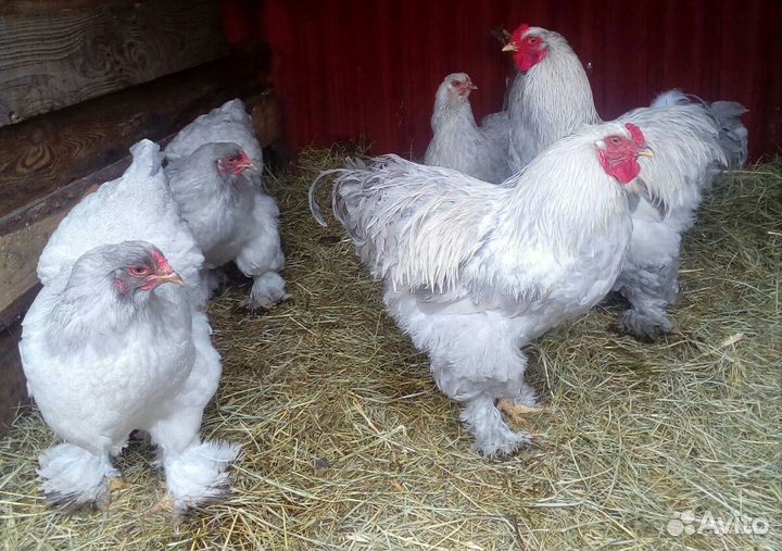 Петухи Брама