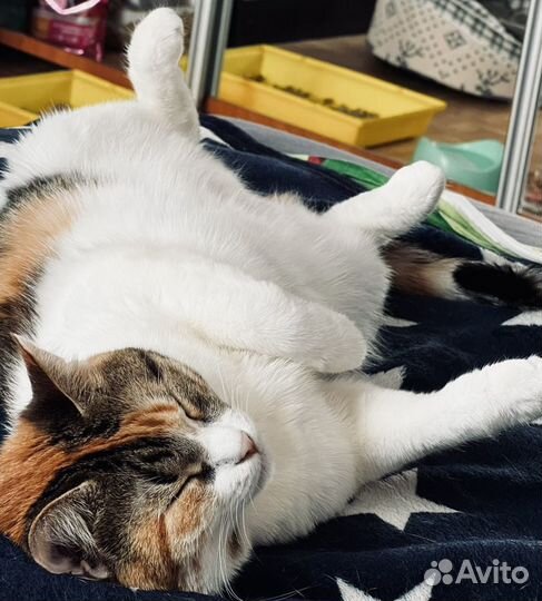 Передержка кошек и хомячков/гостиница для животных