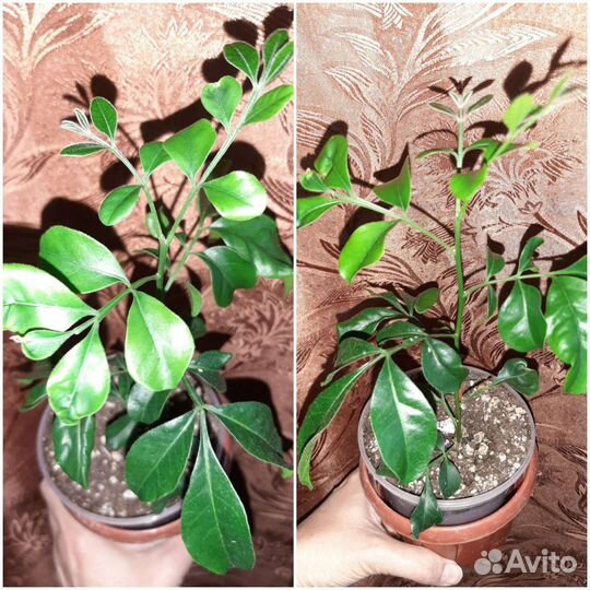 Фикусы, Фагрея вариегата, Аглайя, метросидерос