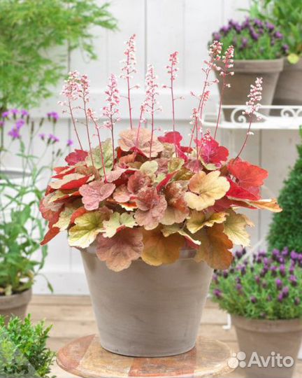 Гейхеры сортовые