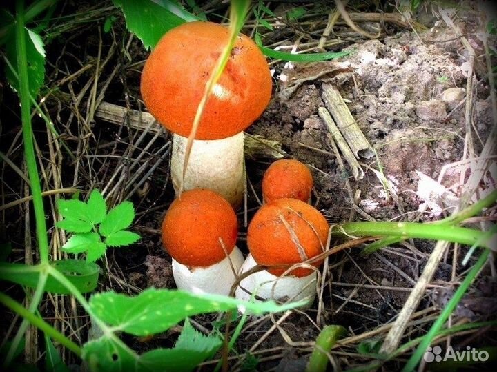 Грибы