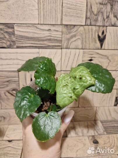 Бегония меланобулата