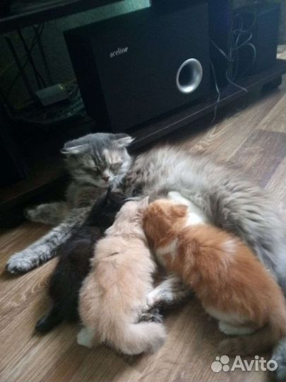 Котята в добрые руки