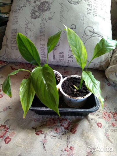 Комнатные растения