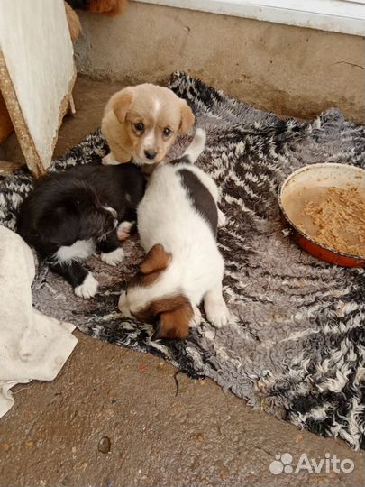 Щенки