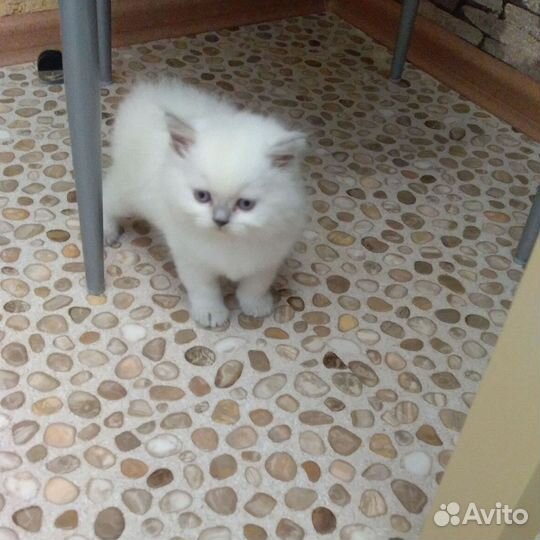 Шотландский кот на вязку