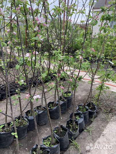 Саженцы плодовых деревьев и ягодных кустарников