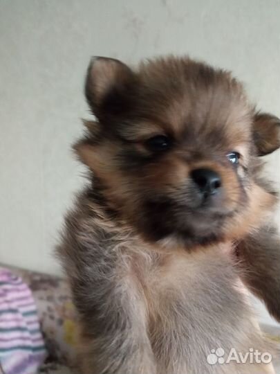 Собака шпиц