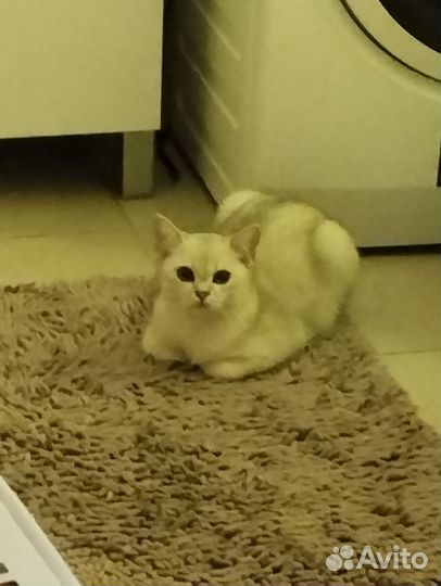 Кошки в добрые руки бесплатно