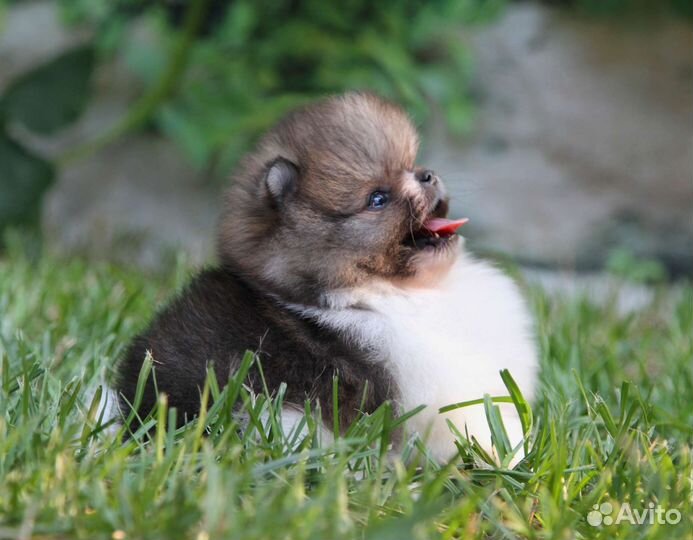 Померанский шпиц