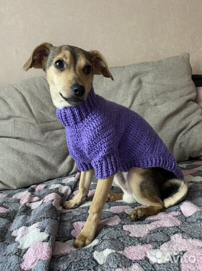 Одежда для собак вязанная