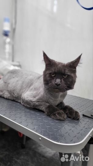 Модель на груминг