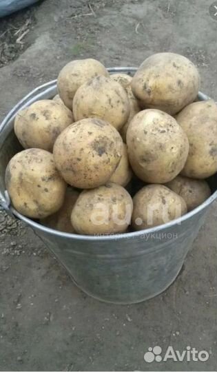 Продам картофель