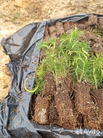 Сеянцы сосны зкс оптом