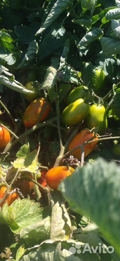 Томаты помидоры