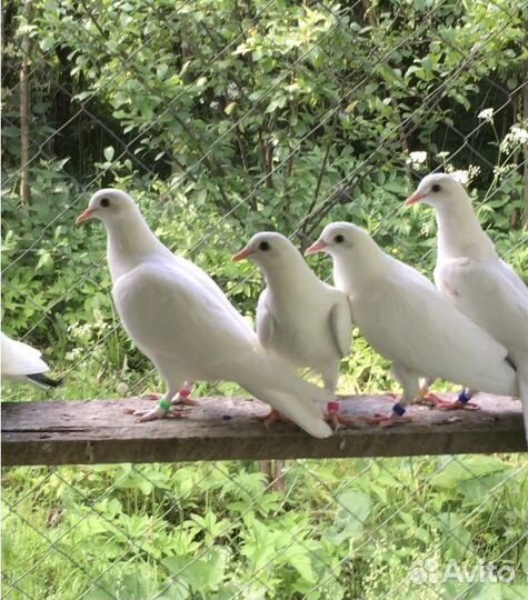 Бакинские бойные голуби