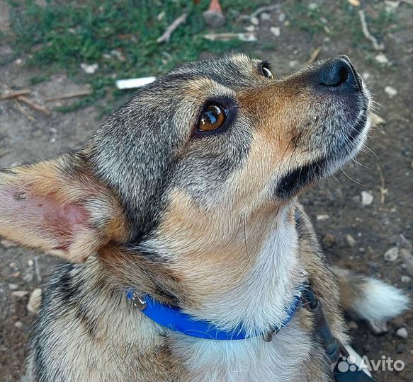 Маленькая собака в добрые руки