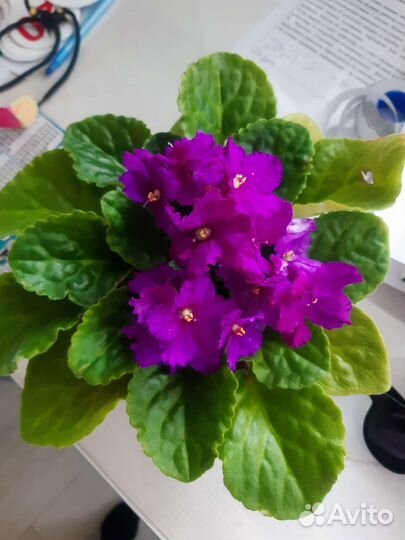 Детки и молодые розетки фиалок