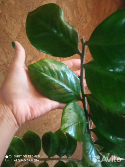 Замиокулькас 3 ветки