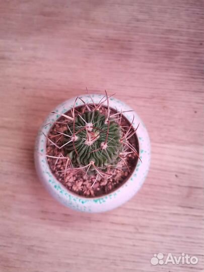 Кактус в горшке