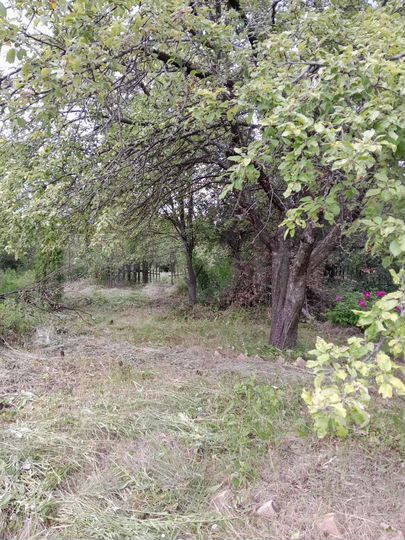Участок 6 сот. (СНТ, ДНП)