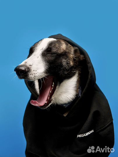 Красавчик щенок в добрые руки