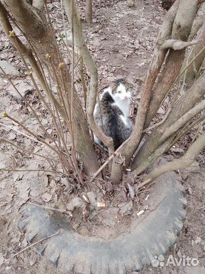 Котята в добрые руки даром