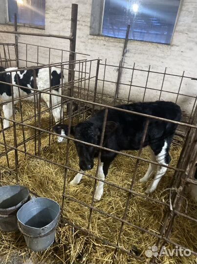 Бычки и телята