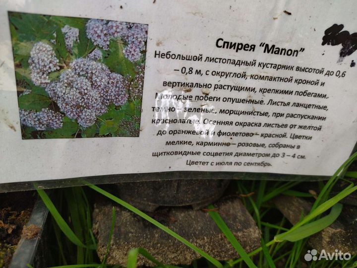 Спирея в ассортименте