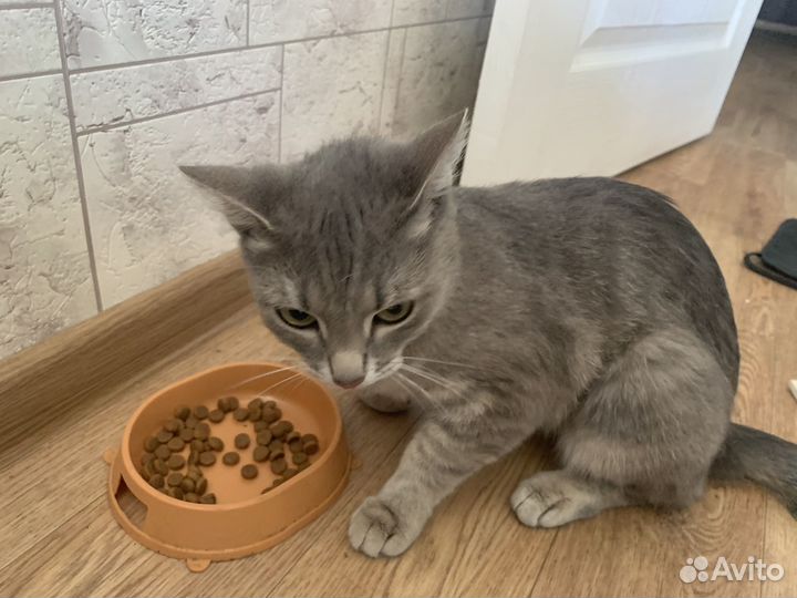 Кошка в добрые руки