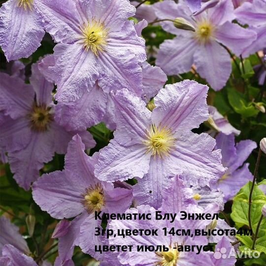 Клематисы разных сортов