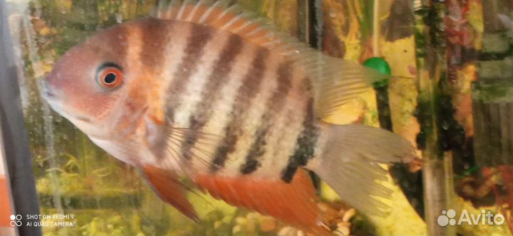 Северум красноплечий роткейл