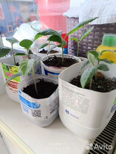 Саженцы мушмулы