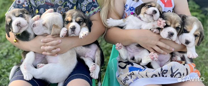 Щенки бигль