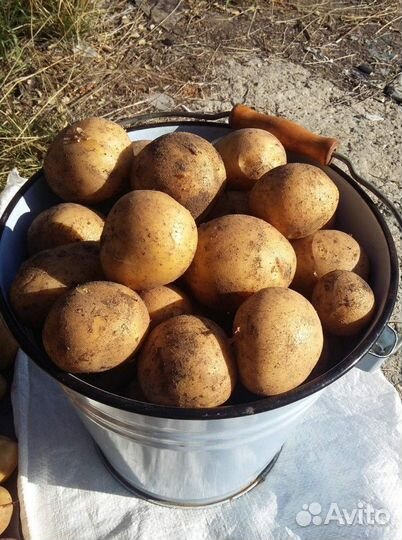 Продам картошку
