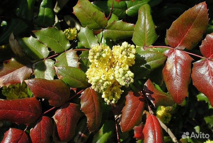 Магония падуболистная,Спирея