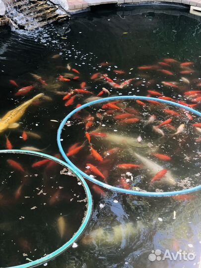 Карп Кои, цветной карась, золотой петушок