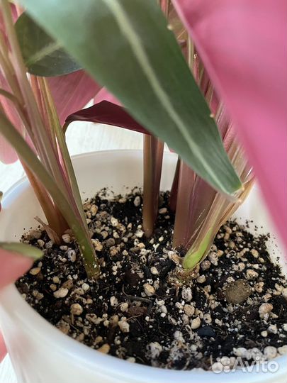 Аптения, драцена, строманта