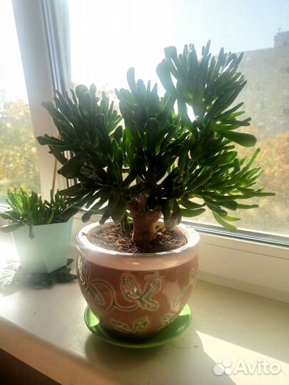 Толстянка хоббит